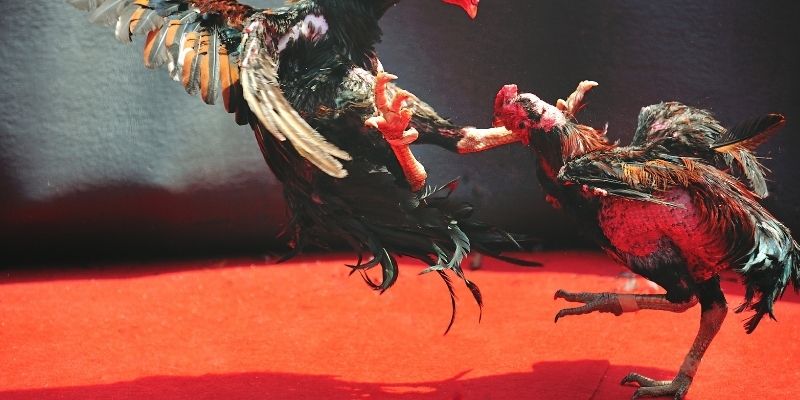 Chọn lựa chiến kê phù hợp