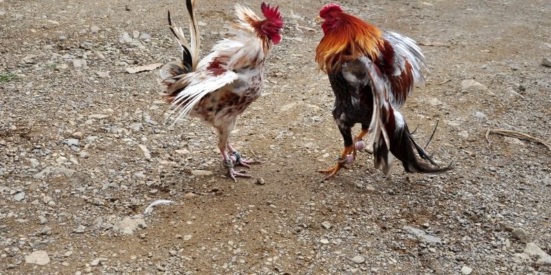 Khám phá sự khác biệt của 2 loại chọi gà 23WIN